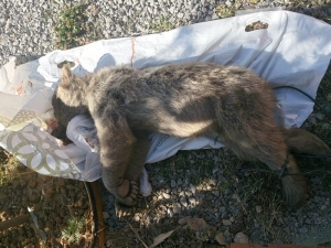 Gümüşhane’de Genç Boz Ayıyı Öldüren Şahsa 17 Bin 455 Lira Ceza Kesildi