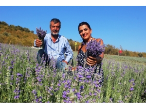 100 Euroya Lavanta Yağı Satıyor