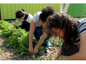 Plazalar Arasında Hasat Şenliği