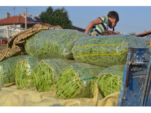 Fasulyedeki Verimsizlik Üreticiyi Üzdü