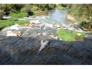 İnegöl’de Balık Katliamı