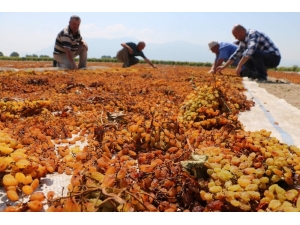 Manisa’nın ’Kara Altın’ı Değerini Buldu