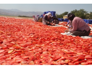 Tonlarca Domates Kurutulup Dünyaya Satılıyor