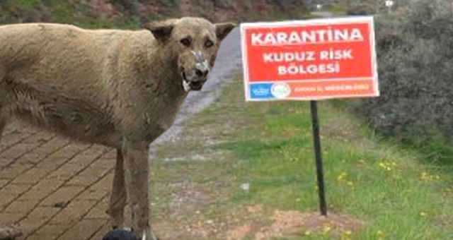 Antalya'da, Köpek Tarafından Isırılan Adamda Kuduza Rastlanılması Üzerine, Bölge Karantinaya Alındı