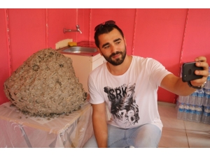 Yaban Arısı Kovanı İlgi Odağı Oldu