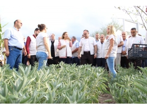 Düzce’de Tıbbi Ve Aromatik Bitkilerin Hasadı Yapılıyor