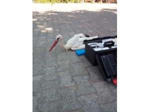 Göç Yolundaki Leyleği Silahla Vurdular