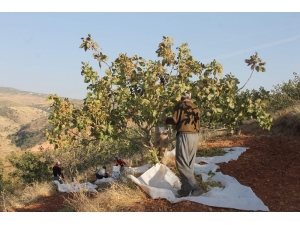 Siirt Fıstığında Yılın İlk Hasadı Başladı