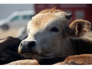 Prof. Dr. Aslan’dan Üreticileri Ve Tüketicileri Rahatlatan Açıklama