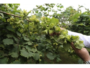 Fındıkta ‘İyi Tarım’ Yapan Üretici Arttı