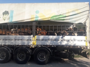 Çavdarhisar’da Genç Çiftçilere Hayvanları Teslim Edildi