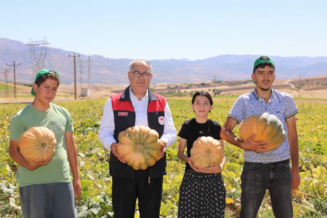 elazig-da-kabak-hasadi-basladi-4-bin-tonun-uzerinde-rekolte-bekleniyor