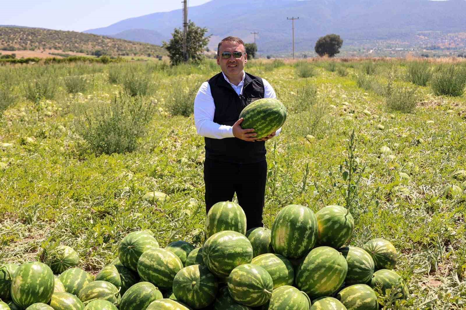 bilecik-te-62-bin-tonluk-karpuz-hasadi-bekleniyor