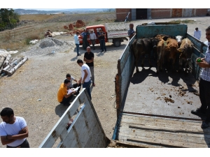 Seyitgazi’de 25 Büyükbaş Hayvan Dağıtıldı