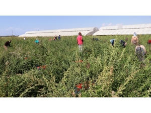 Gevaş’ta Muz Üretilecek