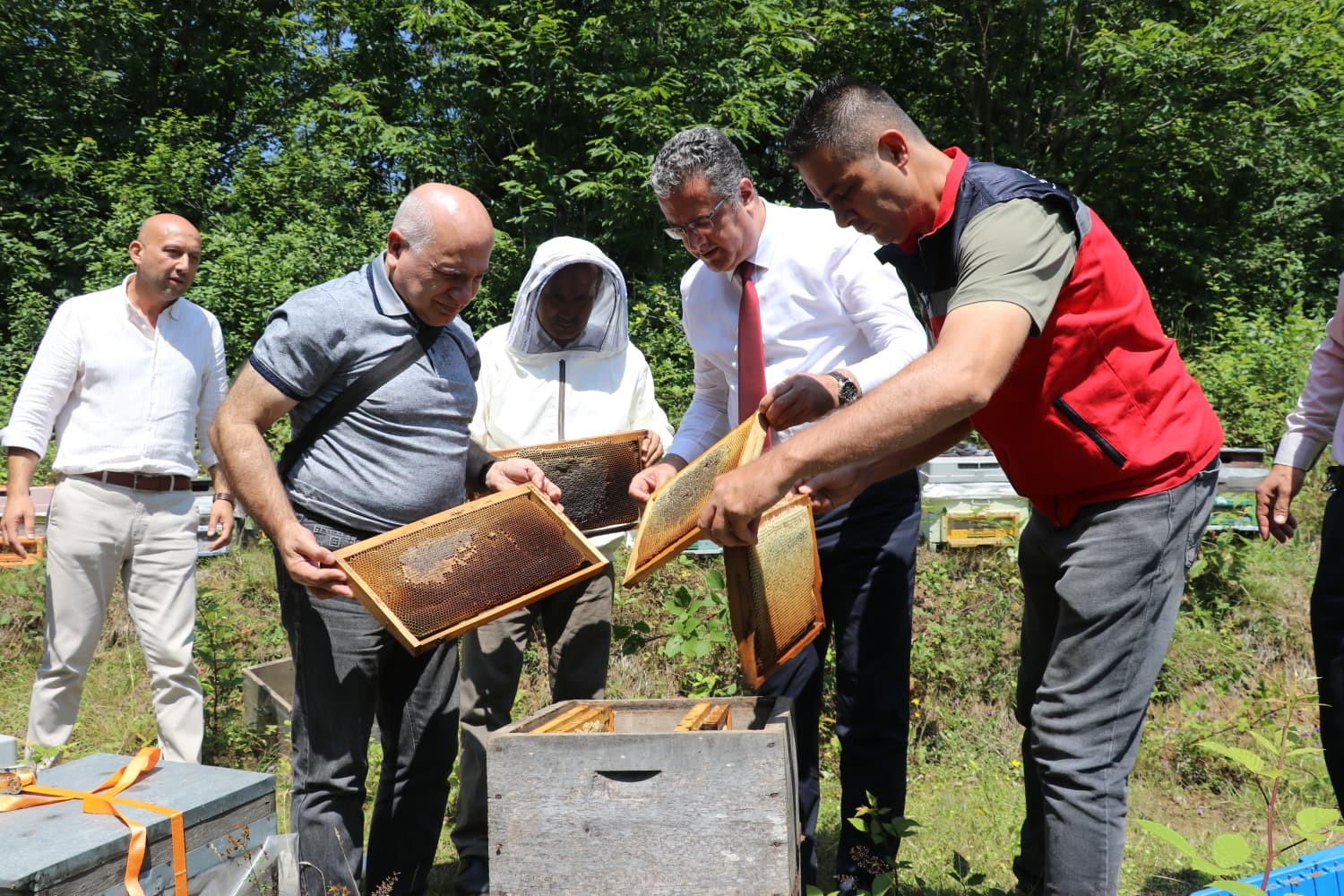 cografi-isaretli-salipazari-kestane-balinda-hasat-basladi