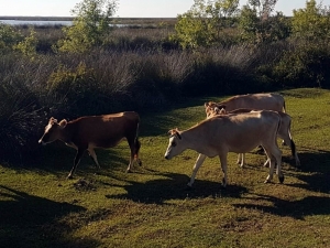 Doğan: "Samsun’da Şarbon Vakası Ve Karantinaya Alınan Bölge Yok"