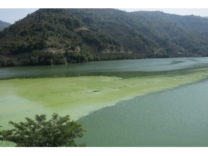 Suat Uğurlu Baraj Gölü’nde Alg Patlaması