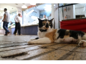 Esnafın Ameliyat Ettirdiği “Ayşe” Balık Halinin Maskotu Oldu