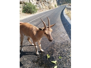 Hasta Yaban Keçisine Vatandaşlar Sahip Çıktı