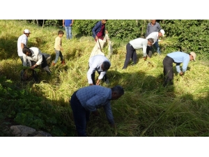 Gercüş’te Orakla Pirinç Hasadı