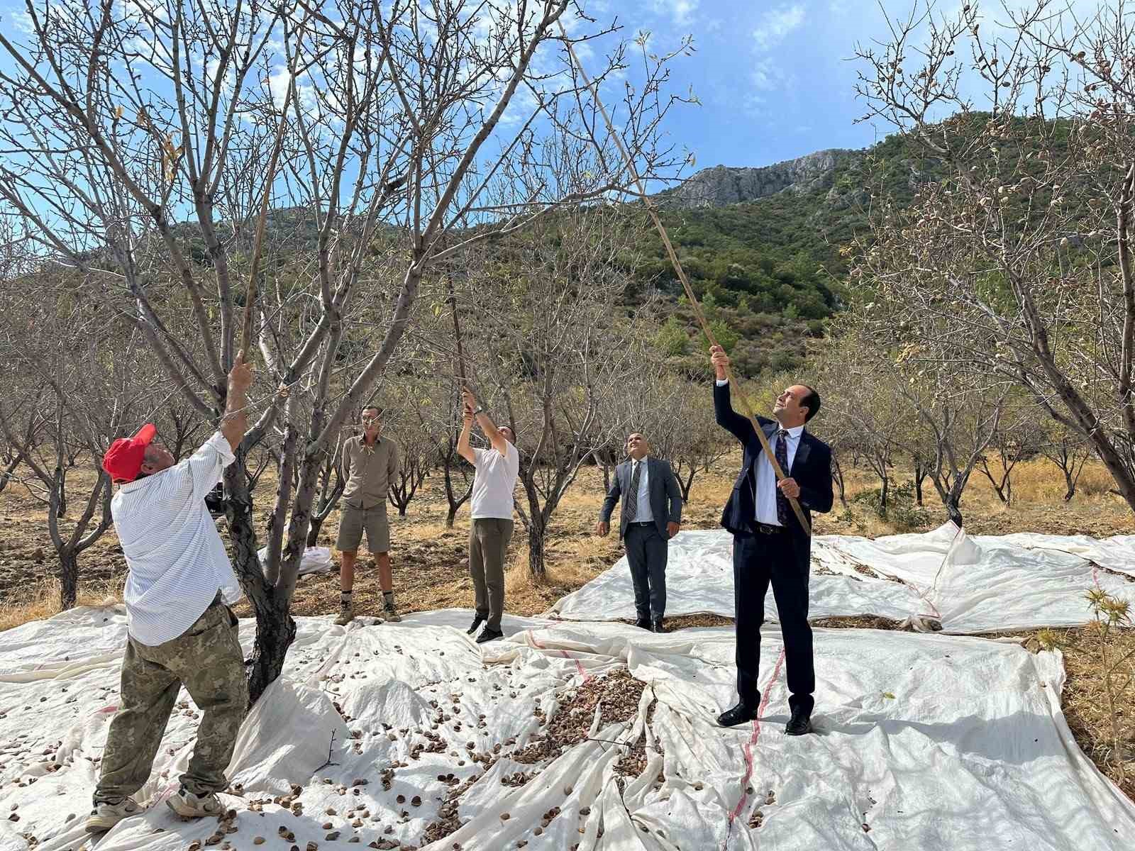 datca-da-badem-hasadi-suruyor