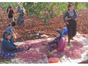 Yüksek Rekolte Arabanlı Fıstık Üreticilerinin Yüzünü Güldürdü