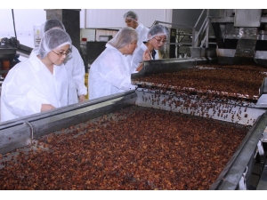 Abd’den Vazgeçen Çinliler Türk Üzümü İçin Alaşehir’de