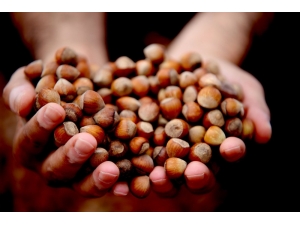 Karan: "Fındık Serbest Piyasada 14 Lira"