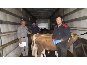 Dumlupınar’da 8 Genç Çiftçiye Düve