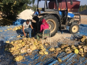 Ayçiçeği Hasadında Son Nokta
