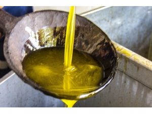 Zeytinciden Ekonomiye Destek