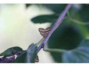 İyi Parti Trabzon Milletvekili Örs, Tbmm’ye “Vampir Kelebek” İle İlgili Soru Önergesi Verdi
