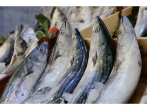 Palamut Fiyatı İkiye Katlandı