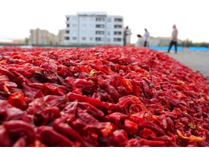 Şanlıurfa’da İsot Üretimi İçin 960 Dönüm Alan Ayrılacak