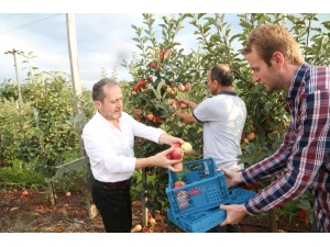 Rektör Yarılgaç, Fakültenin Uygulama Bahçesinde Elma Hasadına Katıldı