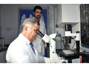 Profesörden ’Çay Üretiminde Bor Gübresi Kullanılsın’ Önerisi