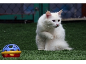 Van Kedi Villası’nda Beş Yıldızlı Konfor