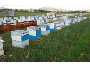 Samsun, Bal Üretiminde Geçen Seneyi Yakaladı