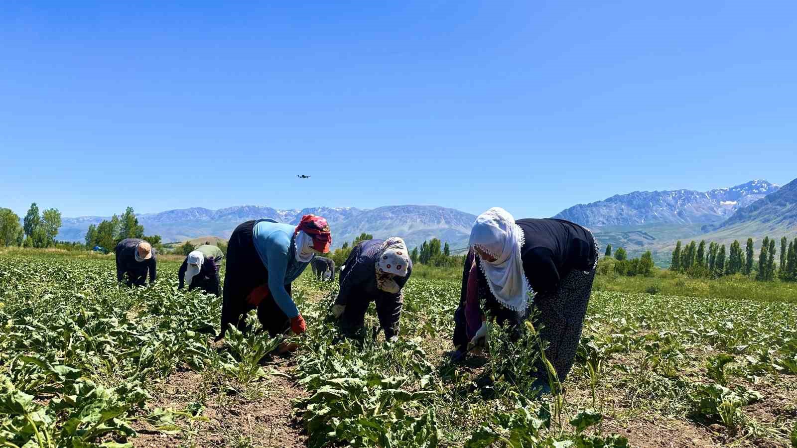 alin-teri-40-derecede-topraga-karisiyor