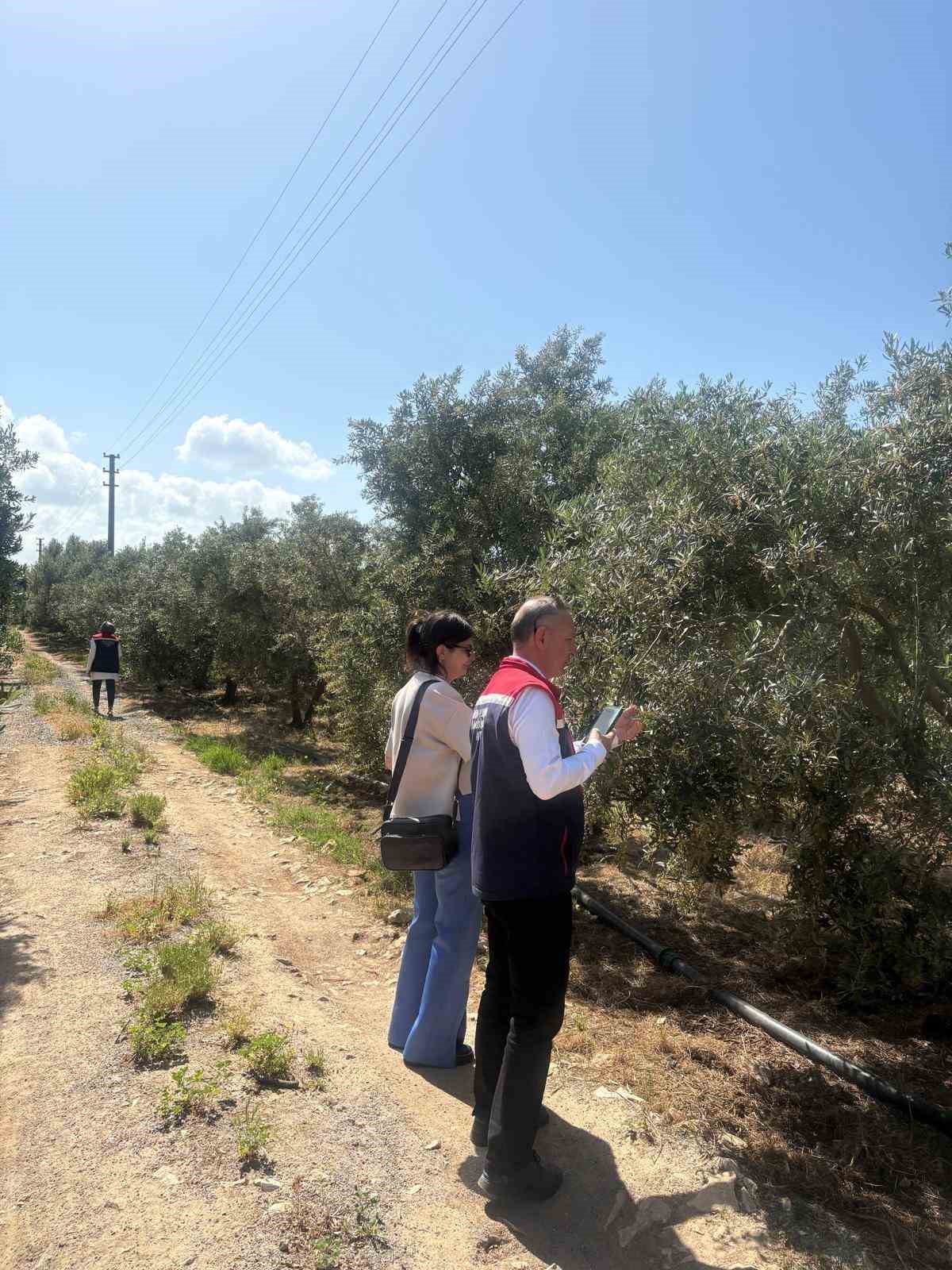 didim-de-zeytin-verim-tespit-calismalari-basladi