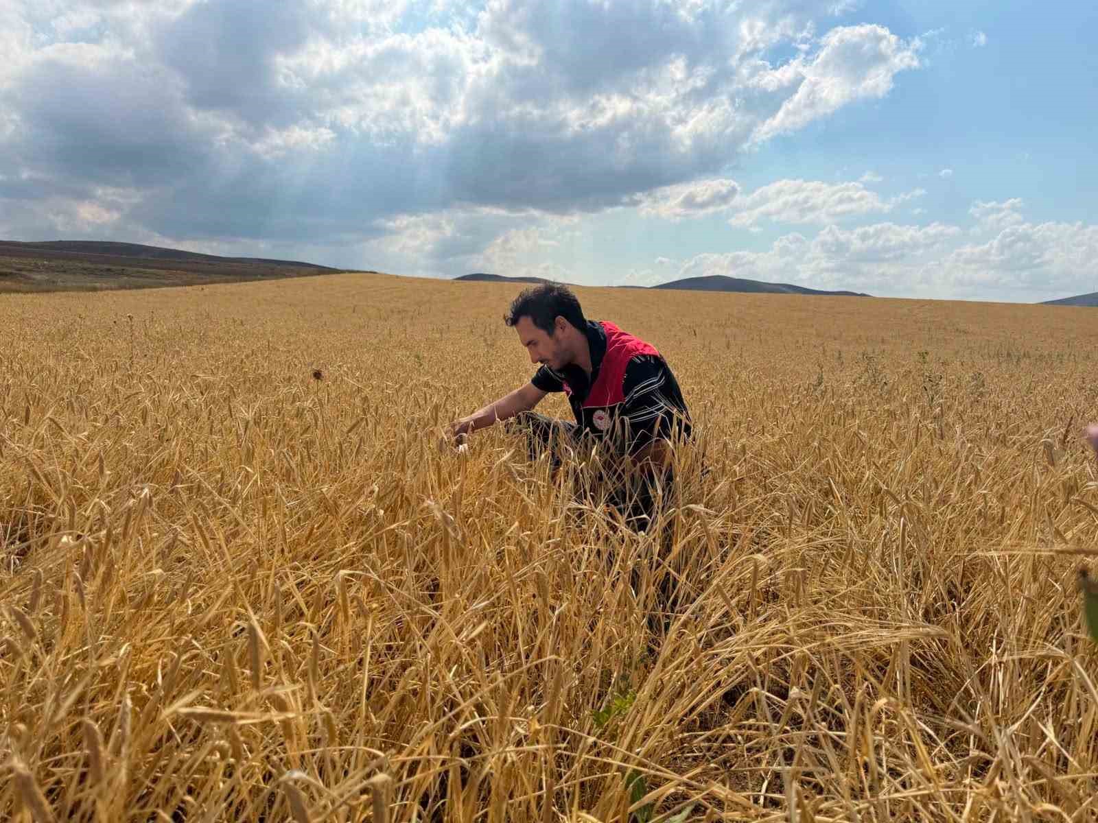 bayburt-ta-hububat-tarlalarinda-sari-pas-hastaligi-kontrolu-yapildi