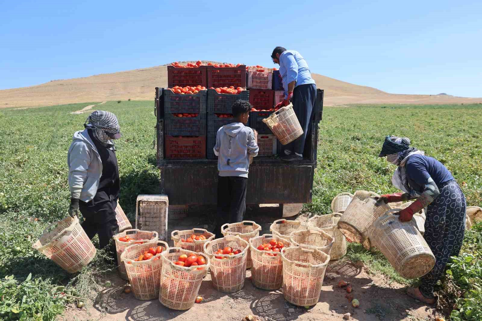 elazig-da-mevsimlik-iscilerin-tarlada-ekmek-mucadelesi