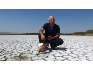 Erciş’te Kuş Ölümleri Tedirgin Ediyor