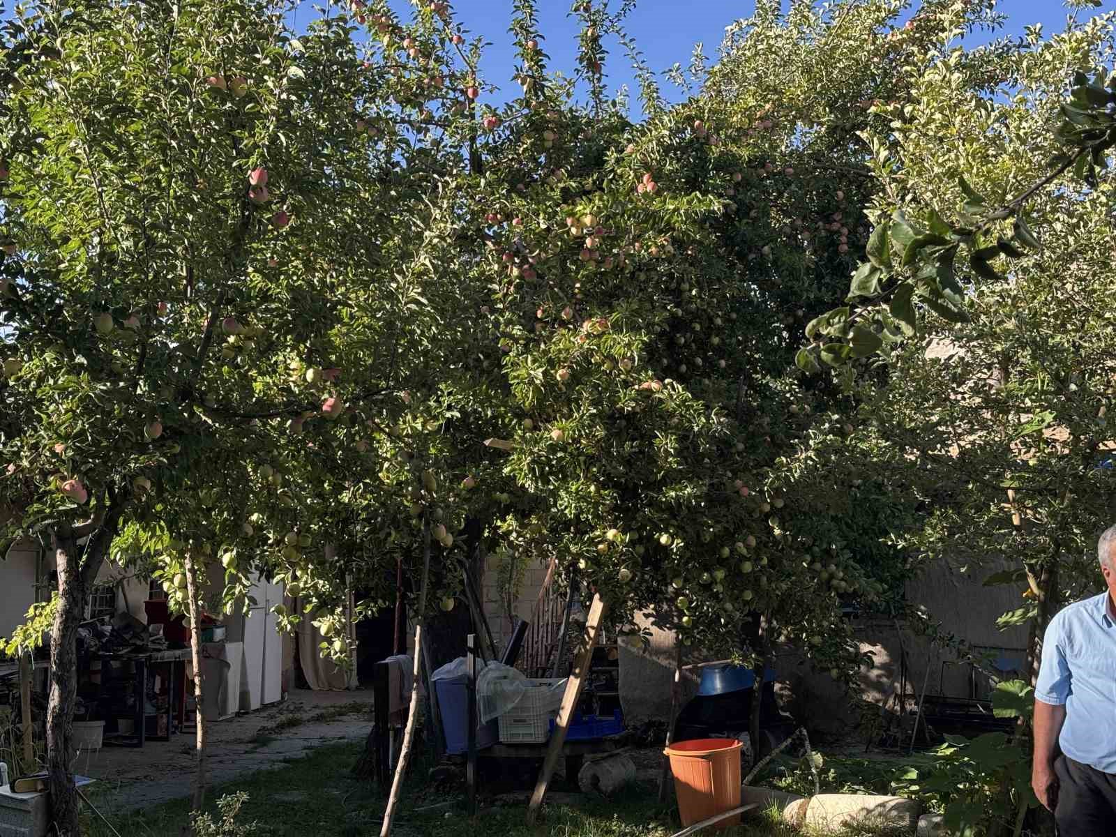 bu-elma-dalindan-kopartildiktan-sonra-6-ay-boyunca-tuketilebiliyor