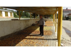 Organik Elma Kurusundan Vazgeçmiyorlar