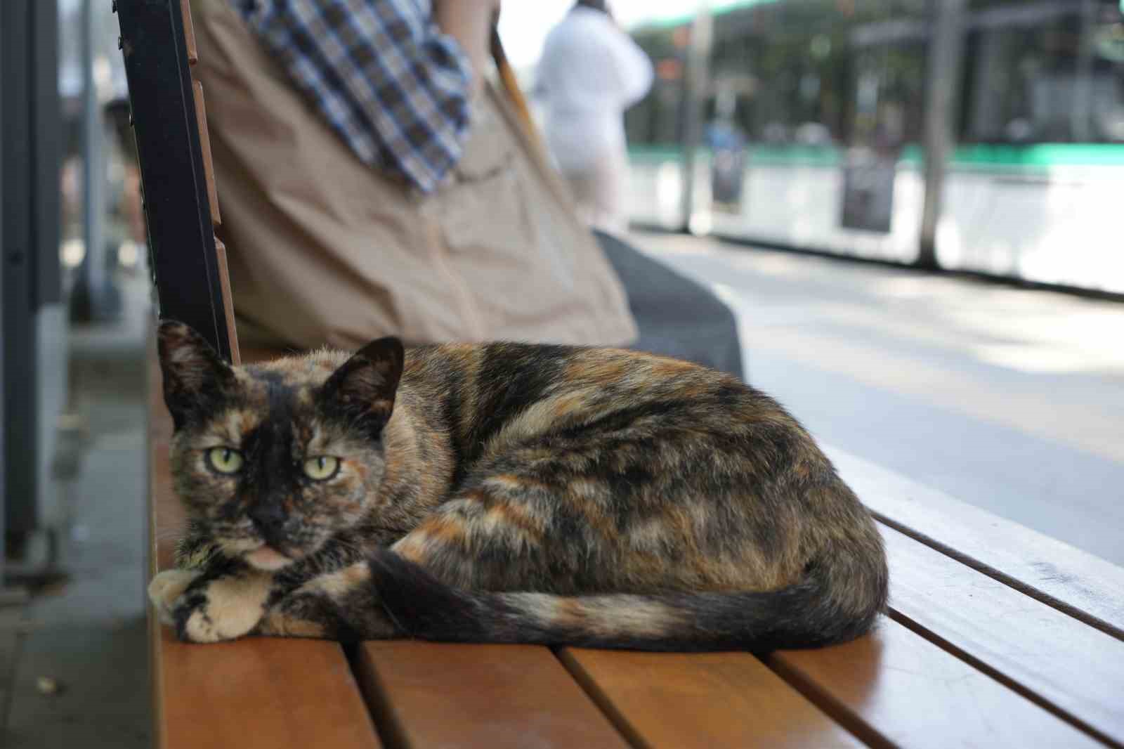 tramvay-duragini-mesken-tutan-kedi-herkesin-nese-kaynagi-oldu