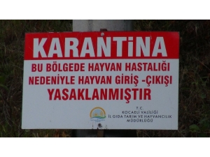 Kocaeli’de Şarbon İddiaları Hakkında Valilikten Açıklama: