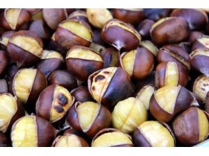 Sezonun İlk Kestanesi Çıktı