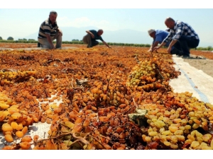 Tariş Üzüm Alım Avans Fiyatını Artırdı